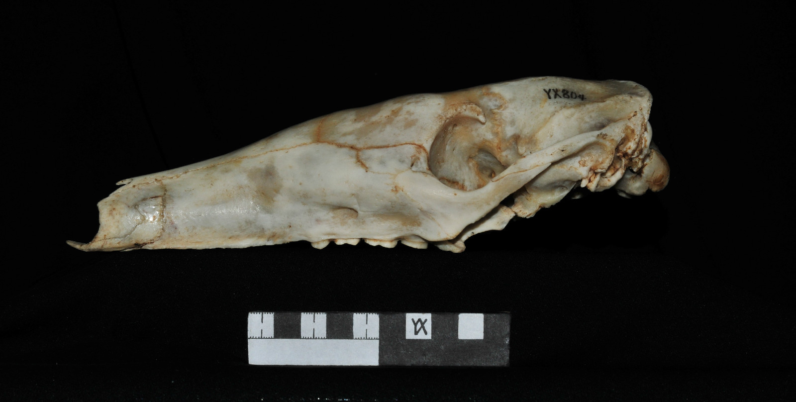  p>土豚 i>(学名:orycteropus afer) /i>又叫非洲食蚁兽,是一种身强力