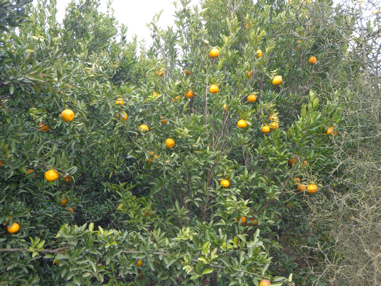 大徐村