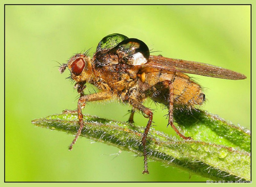  p>舍蝇: a target="_blank" href="/item/蝇