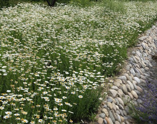  p>矮滨菊(学名: i>leucanthemum vulgare /i> cv " i>short