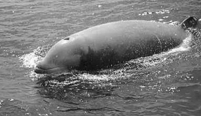  p>剑吻鲸 喜栖息于 a target="_blank" href="/item/深海区/2019915"