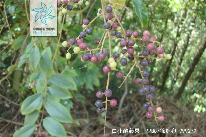  p>白花酸藤果(学名: i>embelia ribes  /i>burm. f.