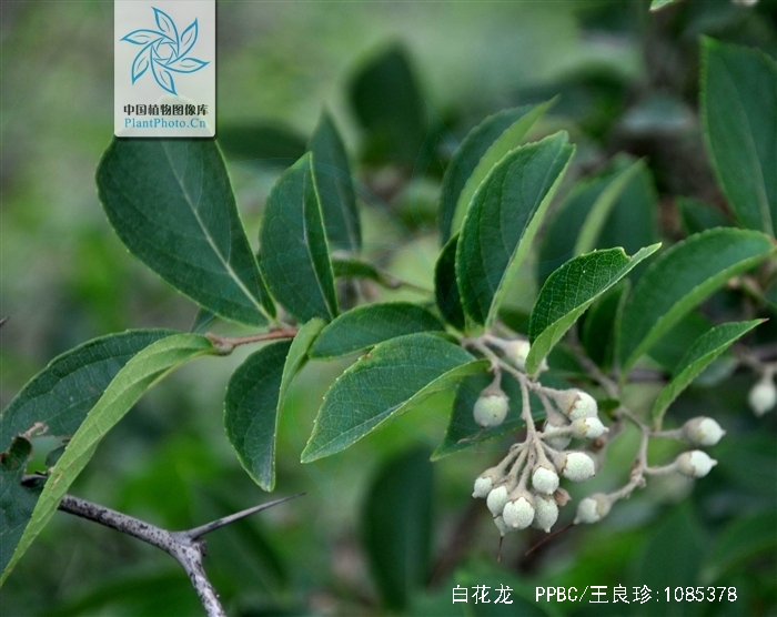  p>白花龙(学名: i>styrax faberi /i> perk.