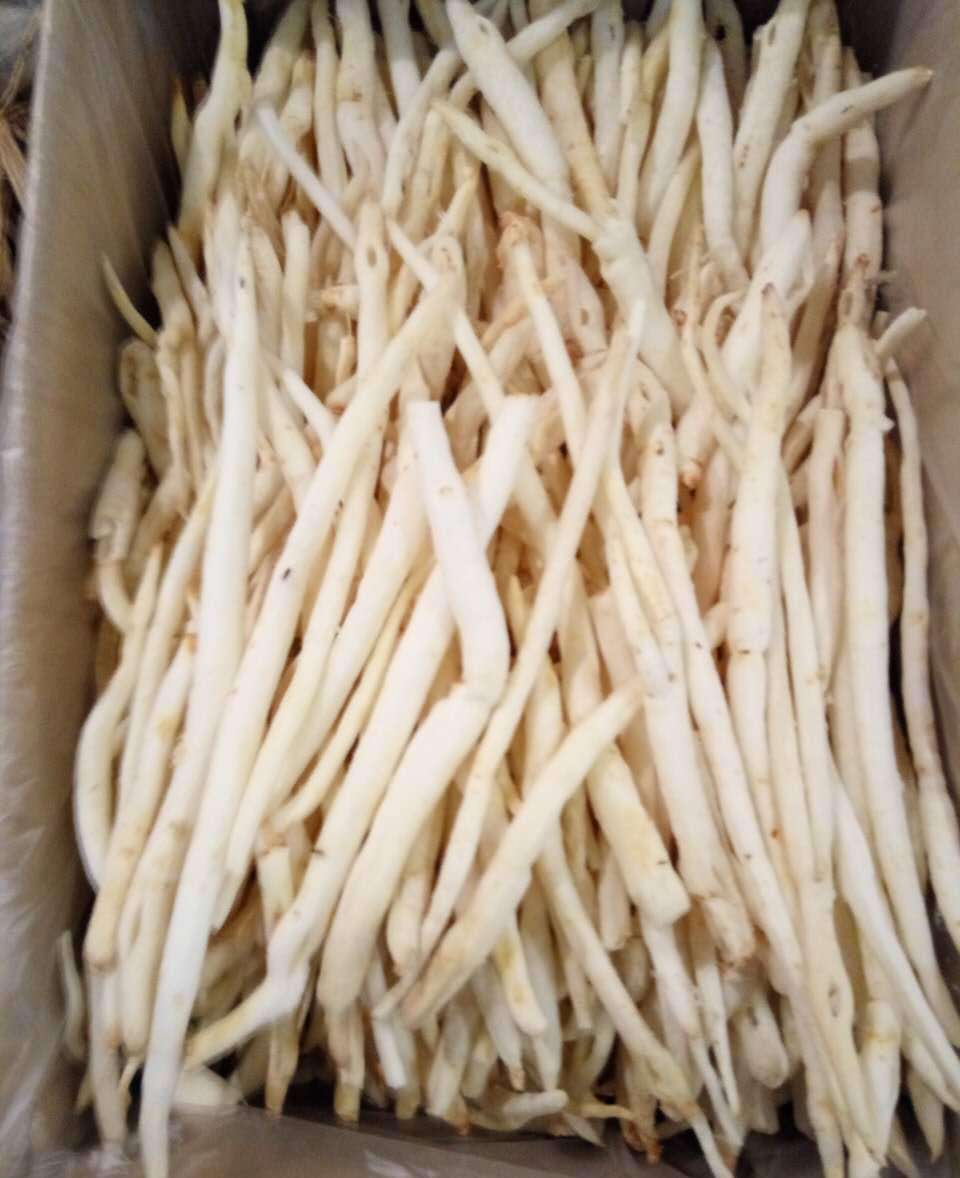 巴州川明参