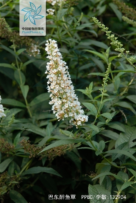  p>巴东醉鱼草(学名: i>buddleja albiflora  /i>hemsl.