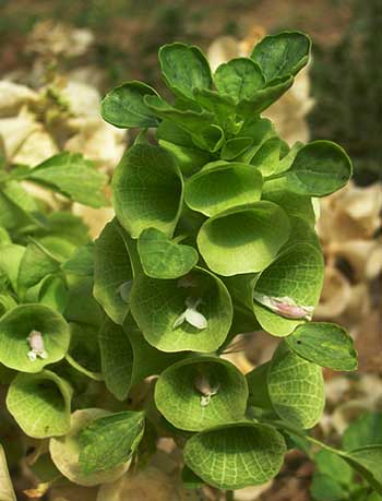  p>贝壳花(学名: i>moluccella laevis /i> linn.