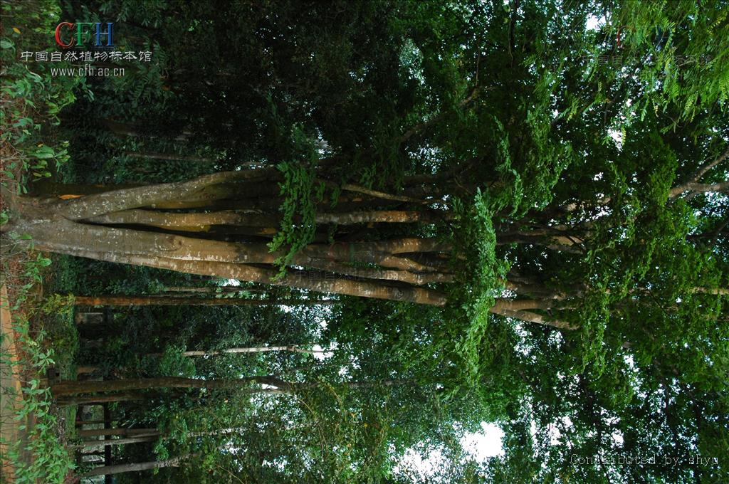  p>油楠属( a href="#" data-lemmaid="8074290">学名 /a>: i>sindora