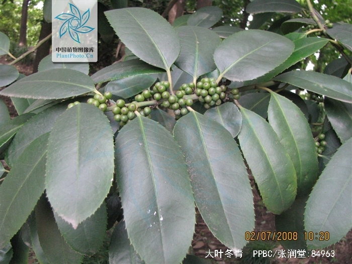  p>大叶冬青(学名:ilex latifolia thunb.
