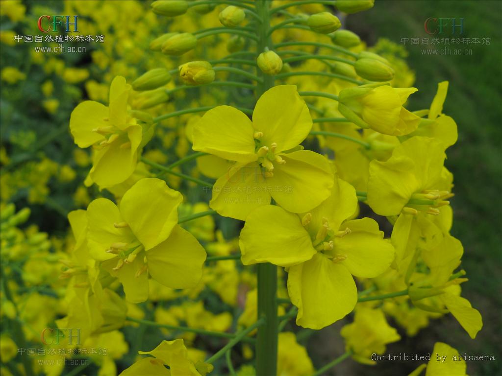  p>油菜,又叫油白菜, a target="_blank" href="/item/苦菜/574927"