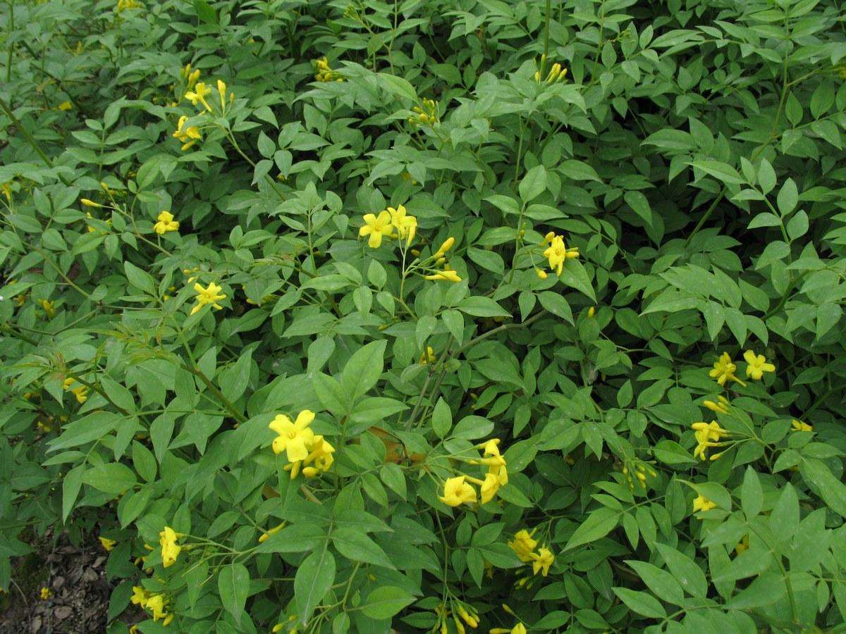  p>杭州榆(学名: i>ulmus changii /i> cheng)是榆科榆属植物,落叶