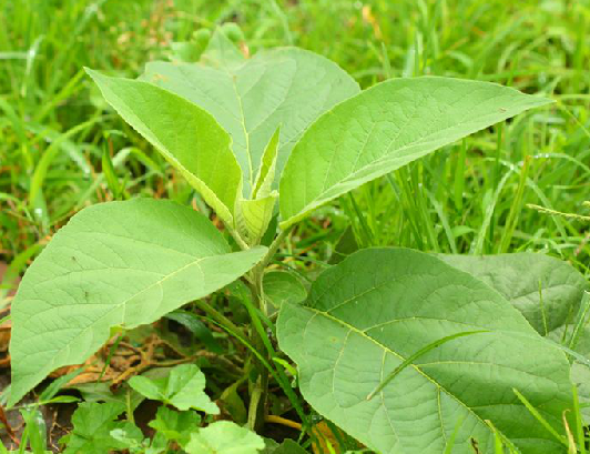 为茄科植物假烟叶树 i>solanum  verbascifolium /i>  l.的叶或全株.