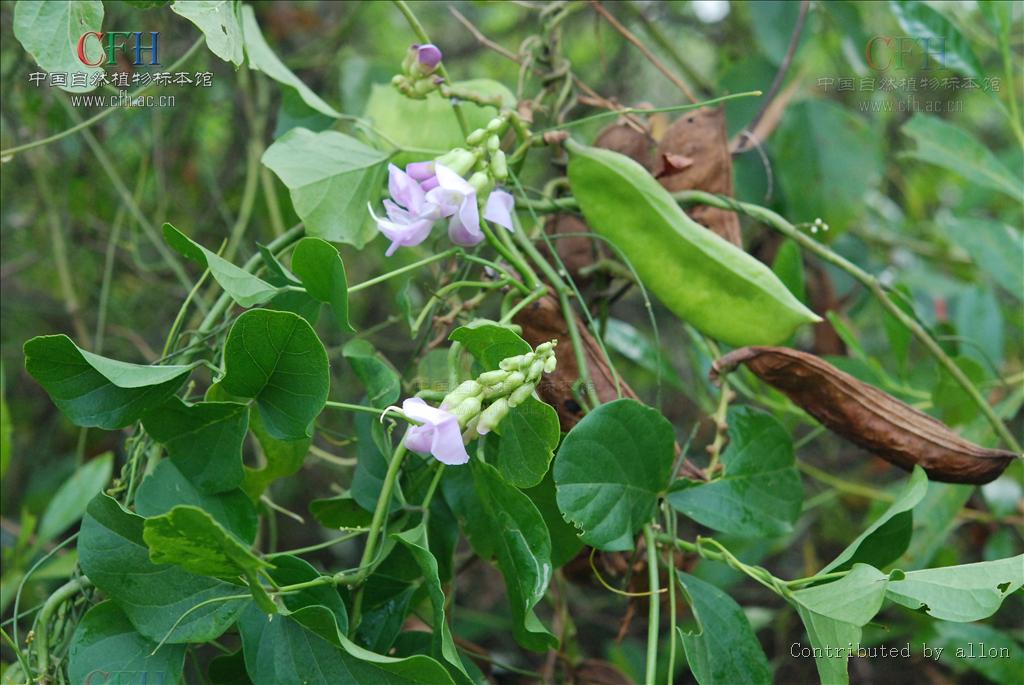 是豆科刀豆属植物.攀援藤本;茎无毛,长达30m.