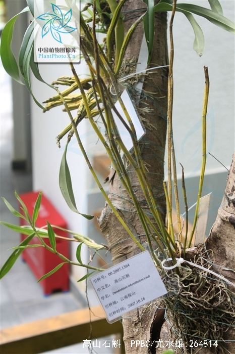 dendrobium infundibulum lindl.