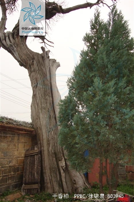  p>干香柏(学名: i>cupressus duclouxiana  /i>hickel)是柏科,柏木属