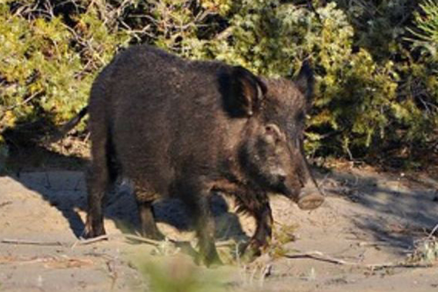 欧亚野猪