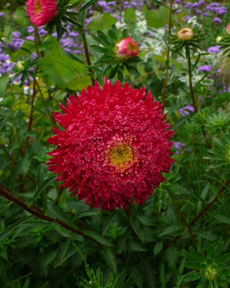  p>翠菊(学名: i>callistephus chinensis /i> (l.