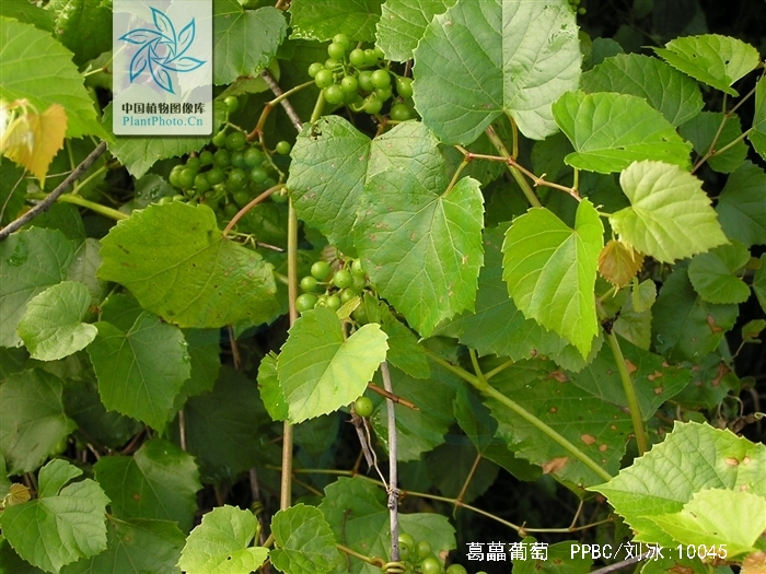  p> span class="ref" data-ctrid="kqxpytl">葛藟葡萄(学名: /span> 