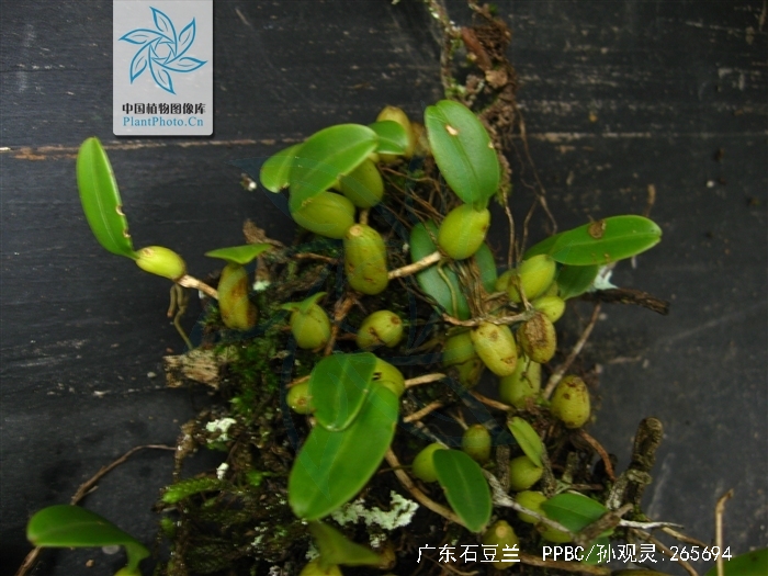  p>广东石豆兰(学名: i>bulbophyllum kwangtungense /i>  schltr.