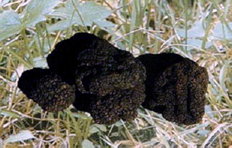 囊果生于地下,球形或椭圆形,幼时紫红褐色,成熟后紫褐色,黑褐色或黑色