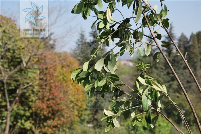  p>云南卫矛(金丝杜仲),为 a target="_blank" href="/item/卫矛科">