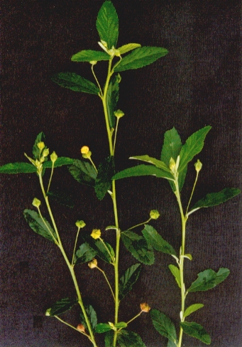 黄花母根 百度百科