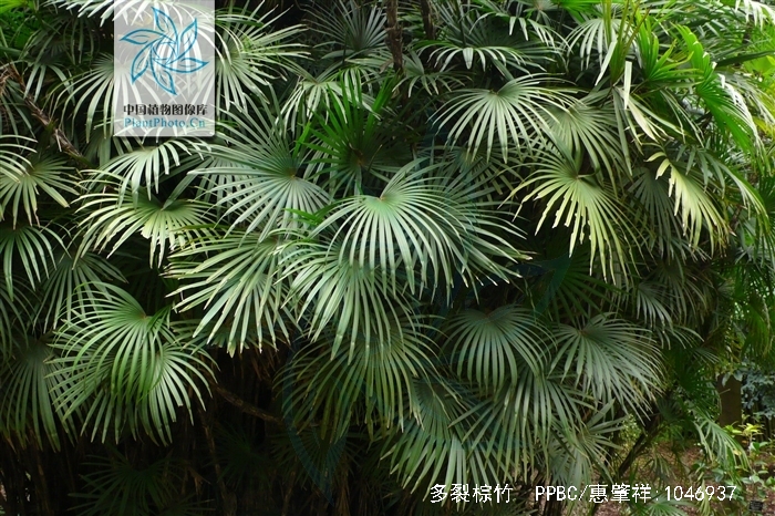 多裂棕竹