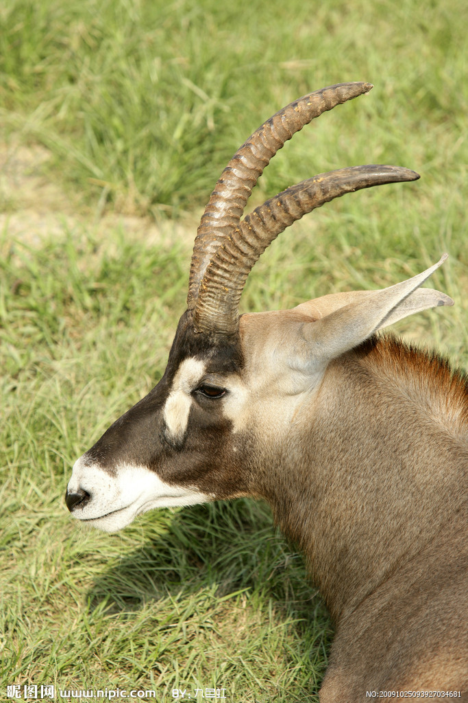  p>有蹄类指的是 a target="_blank" href="/item/脊索动物门/3516708