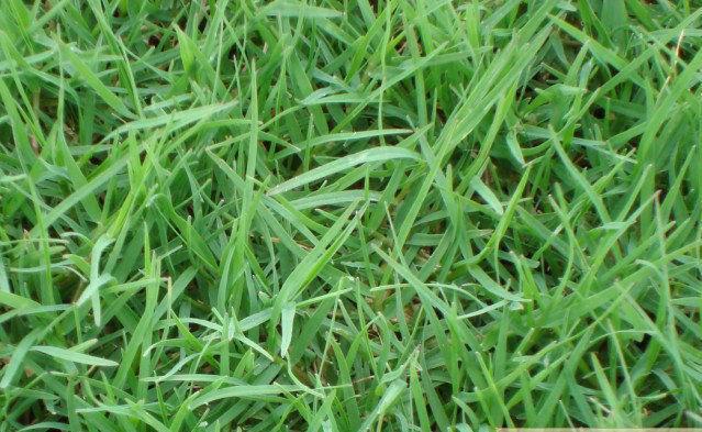  p>高羊茅(学名: i>festuca elata  /i>keng ex e.