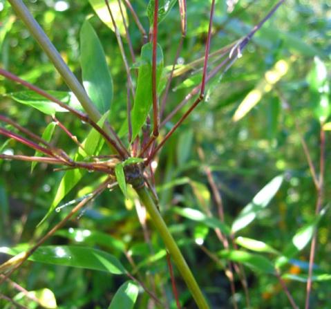  p>箭竹(fargesia spathacea franch)是禾本科,箭竹属竹类植物.