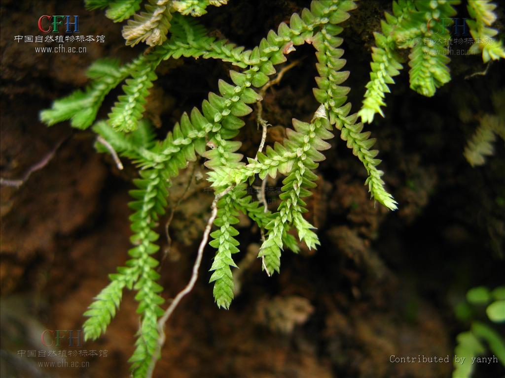  p>异穗卷柏,中药名.