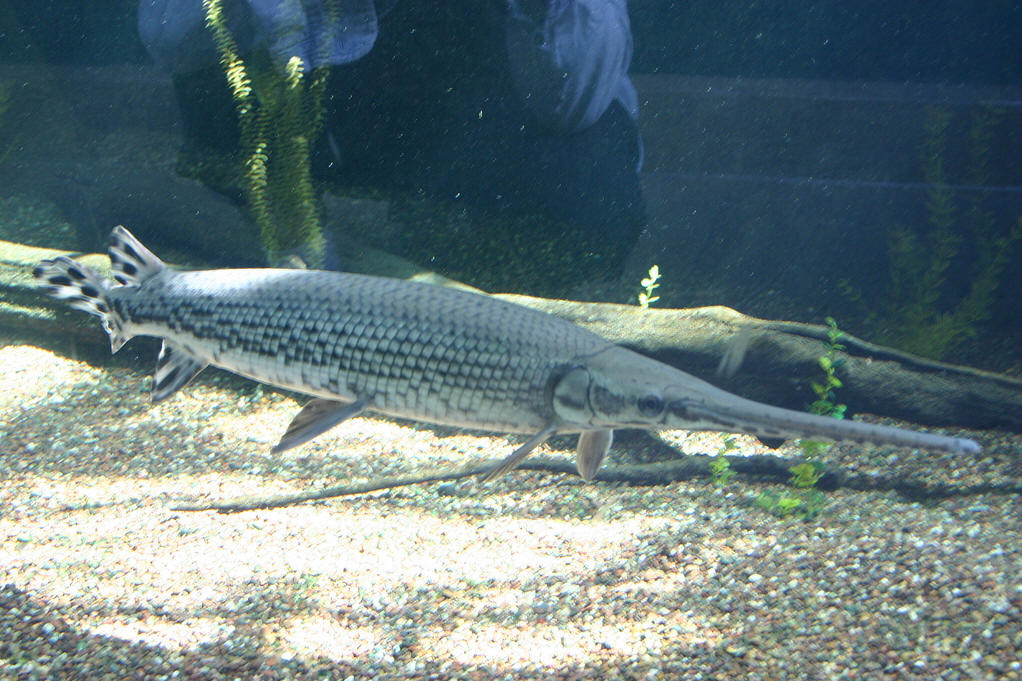  p>雀鳝目,硬骨鱼纲辐鳍鱼亚纲的1目,本目只有雀鳝科1科,雀鳝属1属共