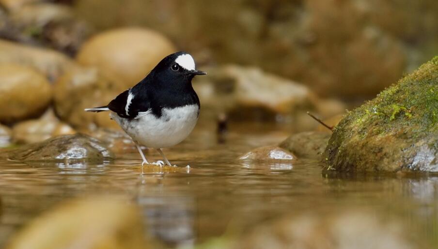  p>剪尾鸢(学名:chelictinia riocourii)是一种中型 a href="#" data