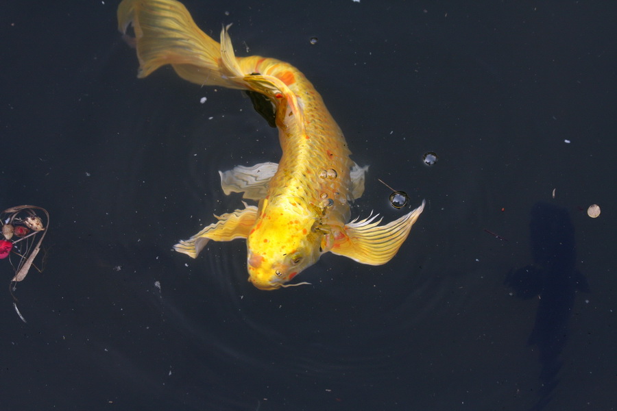  p>黄金鱼,一种热带鱼,也叫 a target="_blank"