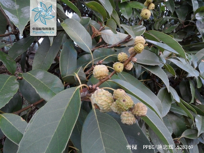 castanopsis sclerophylla (lindl.) schottky