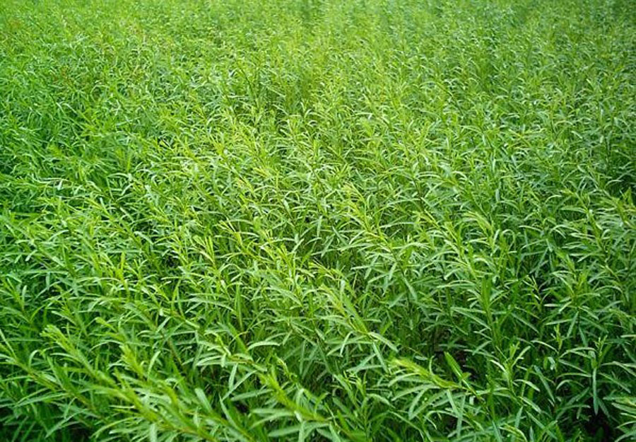  p>簸箕柳(学名: i>salix suchowensis /i> cheng)是杨柳科柳属的植物
