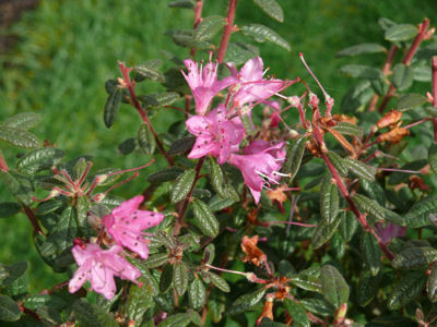  p>碎米花(学名: i>rhododendron spiciferum /i> franch.