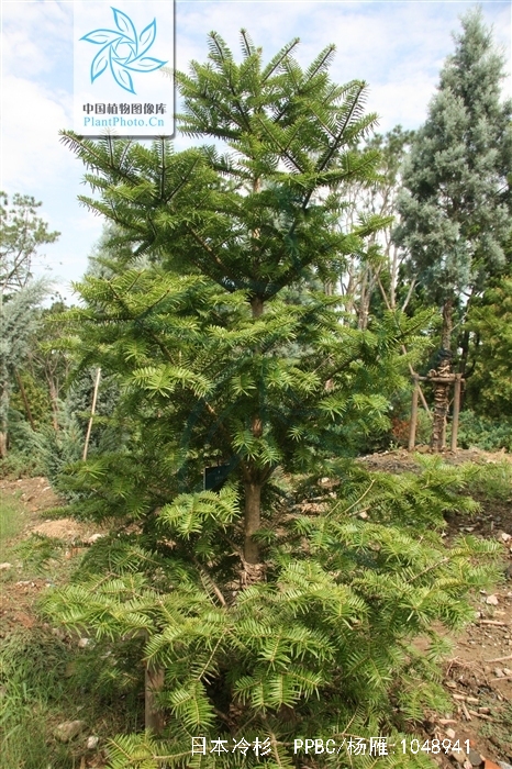 日本冷杉