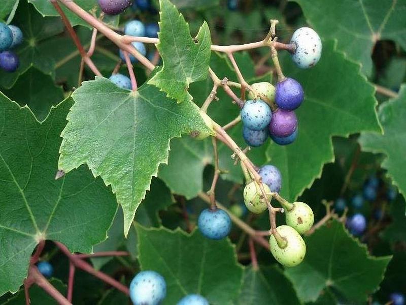  p>葎叶蛇葡萄(学名: i>ampelopsis humulifolia /i>&nbsp;bunge)