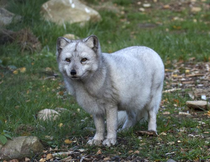 北极狐冰岛亚种