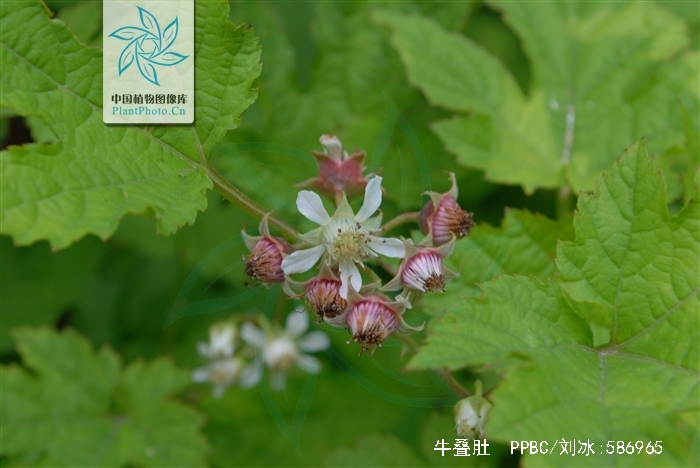rubus crataegifolius