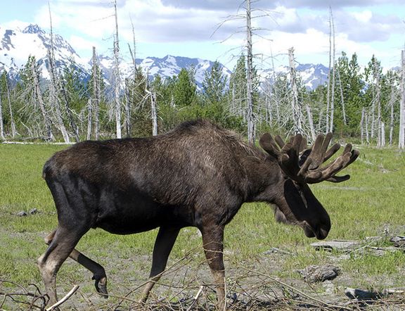  p>阿拉斯加驼鹿(学名: i>alces americanus gigas /i>)是 a href="#"