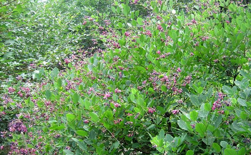 白花短梗胡枝子