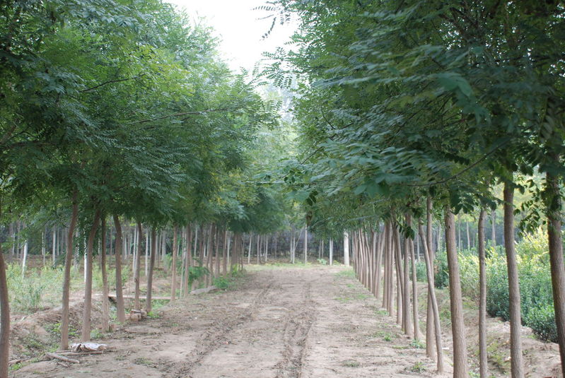 别名: a href="#">槐树 /a>, a href="#">槐蕊 /a>, a href="#">豆