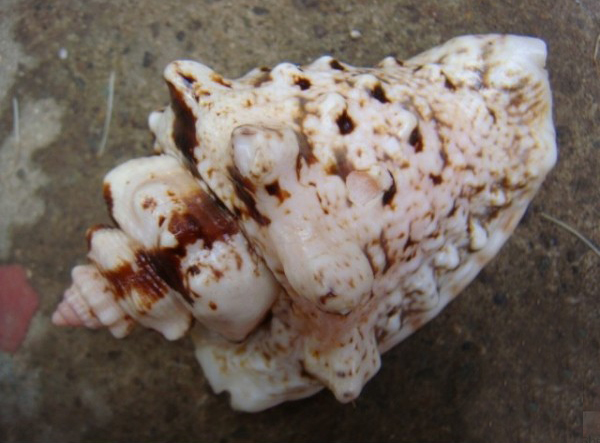  p>粗瘤凤凰螺(学名:lentigo lentiginosus)雌雄异体.