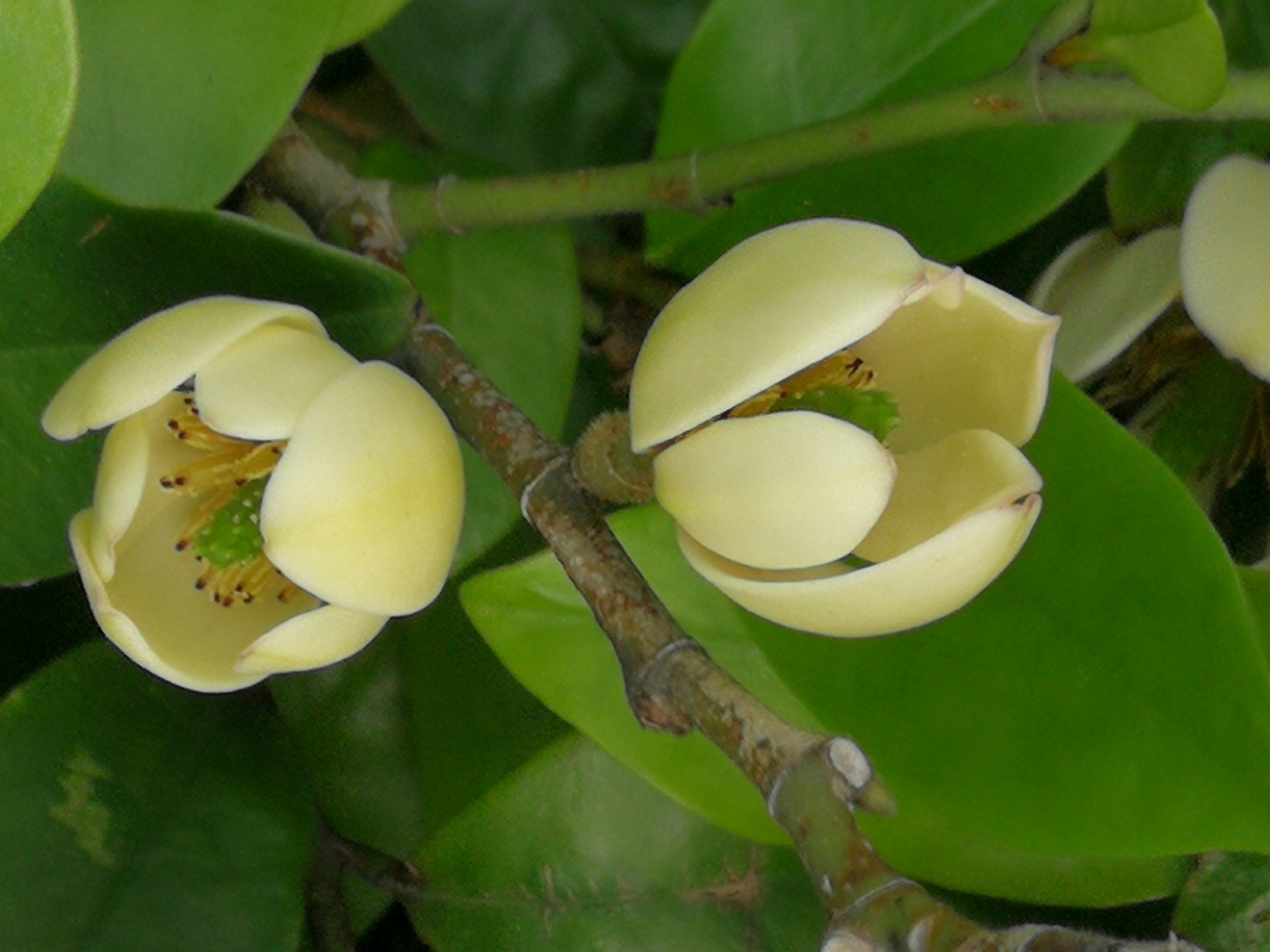  p>含笑花,拉丁文名: i>michelia figo  /i>(lour.)spreng.