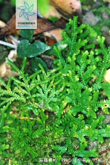  p>异穗卷柏,中药名.