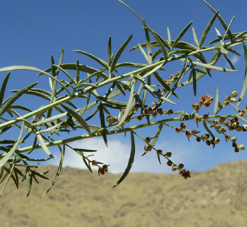  p>龙蒿(学名: i>artemisia dracunculus /i> l.)是菊科蒿属植物.