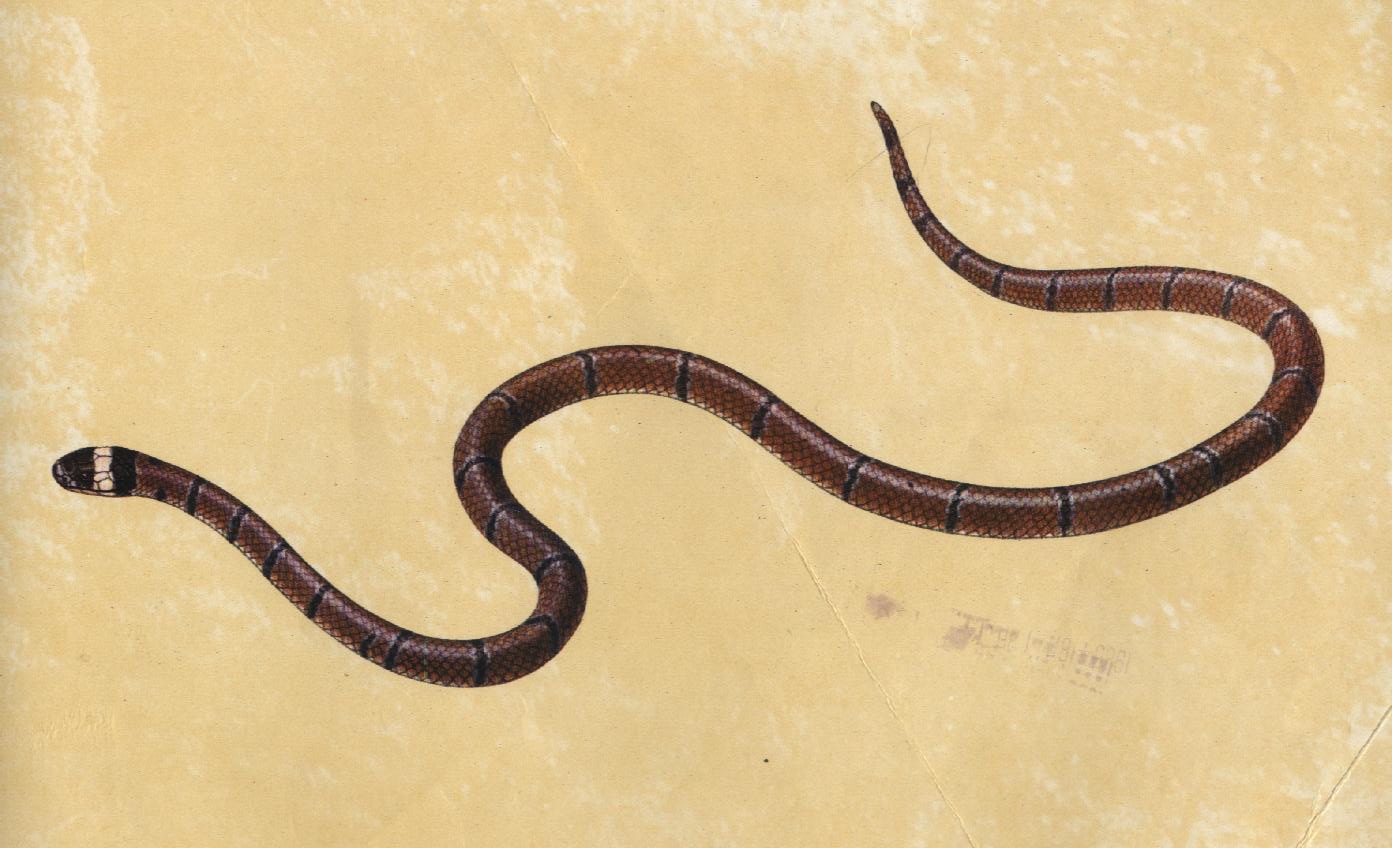 眼镜蛇科丽纹蛇属物种,头背黑色,有二道白色斑纹,前端一道细窄,后面一