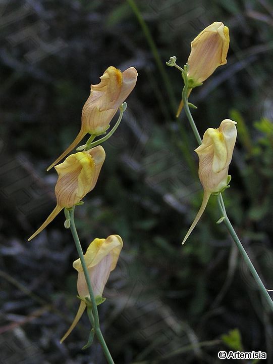  p>紫花柳穿鱼 a href="#" data-lemmaid="795793">穗状花序 /a>数朵