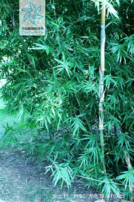  p>乡土竹(学名:bambusa indigena)为禾本科簕竹属下的一个种. /p>